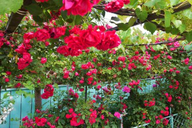 Yazın kırsal kesimdeki ev bahçesinde güzel kırmızı çiçek açan çalılar. Dekorasyon ve bahçe işleri..