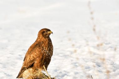yaygın akbaba (Buteo buteo)