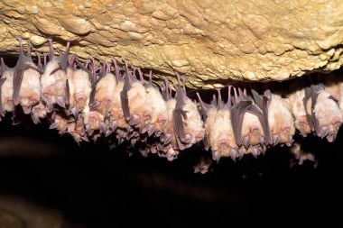 Grup büyük nalburunlu yarasa (Rhinolophus ferrumequinum)