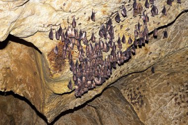Grup büyük nalburunlu yarasa (Rhinolophus ferrumequinum)