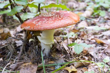 Ormanda kırmızı mantar / mantar dışkısı