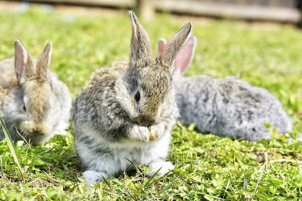 Маленькие Кролики Сидят Открытом Воздухе Весной — стоковое фото