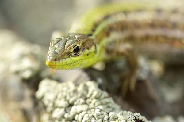 도마뱀 도마뱀 — 스톡 사진