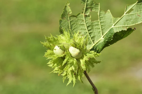 Belum Matang Hazelnut Pada Cabang Pohon — Stok Foto