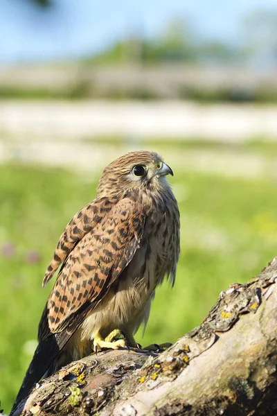 Kestrel Falco Tinnunculus Femelle Célibataire Sur Branche — Photo