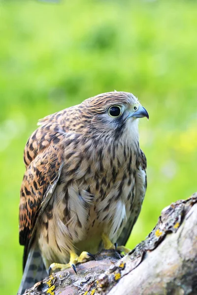 Torenvalk Falco Tinnunculus Één Vrouwtje Tak — Stockfoto