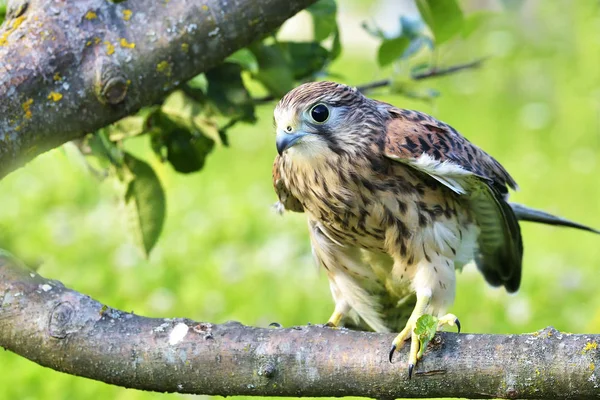 Kestrel Falco Tinnunculus Femelle Célibataire Sur Branche — Photo