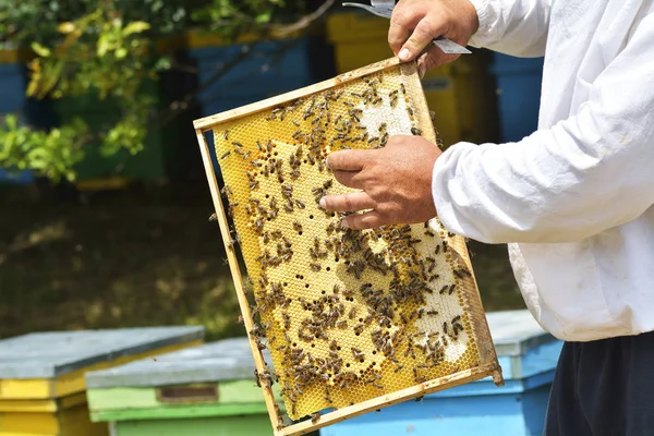 하이브 꿀벌에서 꿀으로 벌집에 가까이 — 스톡 사진
