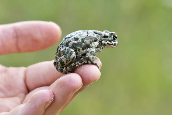 Green toad (Bufo viridis) on boy hand