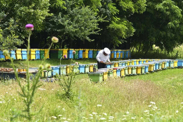 Pracy Pszczół Ulu Pszczół Przekonwertować Miód Nektar Zamknąć Strukturze Plastra — Zdjęcie stockowe