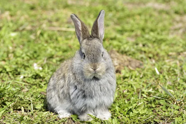 Little Rabbits Sitting Outdoors Spring — Stock Photo, Image