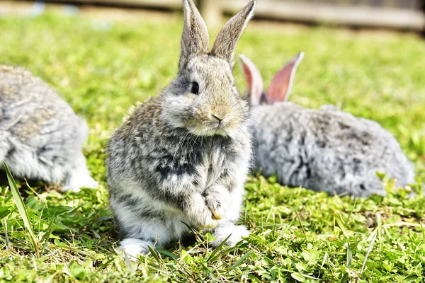 Pequenos Coelhos Sentados Livre Primavera — Fotografia de Stock