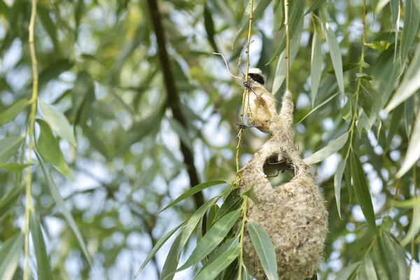 Vogelpendelmeise Auf Einem Nest — Stockfoto