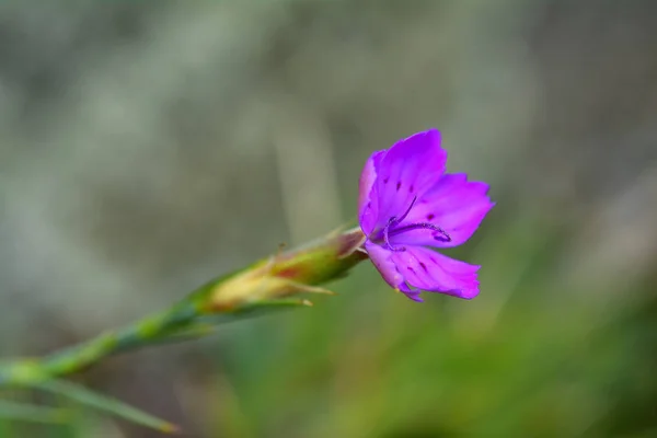 Cravo Rosa Dianthus Carthusianorum Flores Fechar — Fotografia de Stock