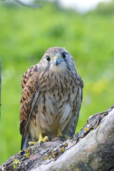 Kestrel Falco Tallunculus Одинокая Самка Ветке — стоковое фото