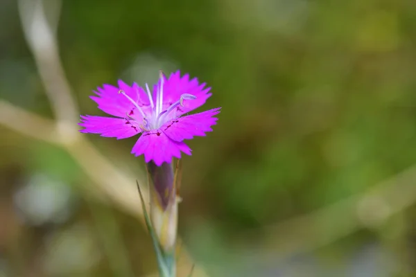 카네이션 Dianthus Carthusianorum — 스톡 사진