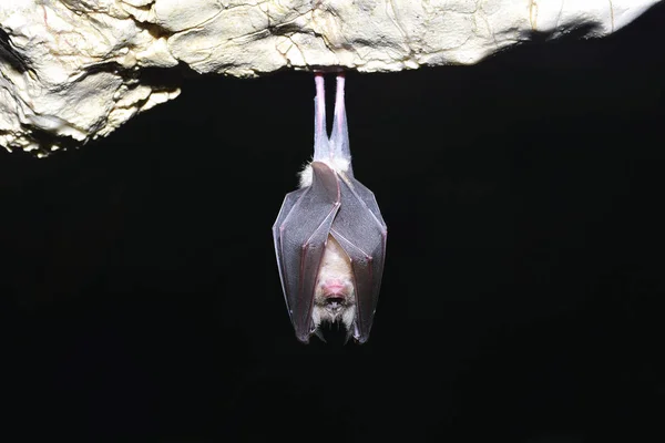 Morcego Ferradura Rhinolophus Ferrumequinum — Fotografia de Stock