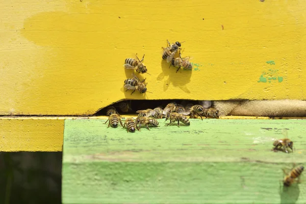 蜜蜂在蜂窝 — 图库照片