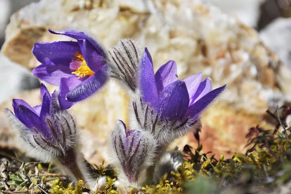 Belle Floraison Des Fleurs Printanières Dans Prairie Coucher Soleil — Photo