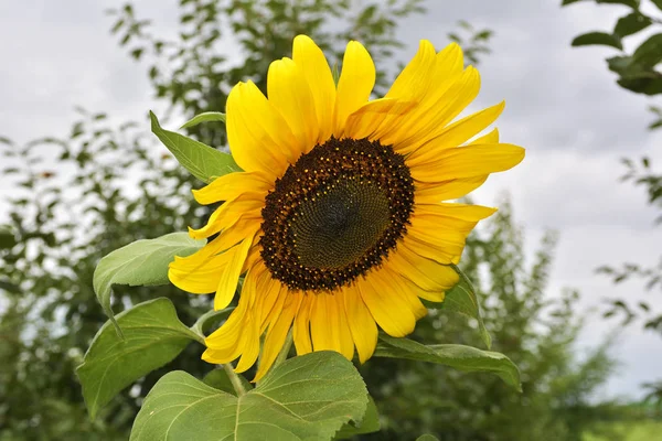 Sunflowers. sunflower photo, sun flower, summer sunflower, yellow sunflower, blossom sunflower, sunflower seeds, sunflower macro photo