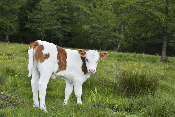 Schönes Kleines Kalb Grünen Gras — Stockfoto