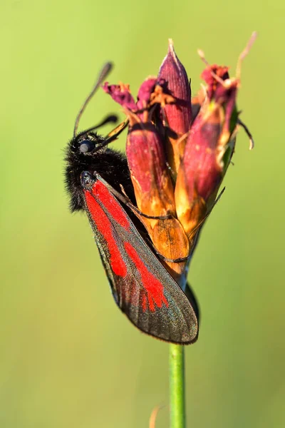 黒に赤の水玉 Zygaena — ストック写真