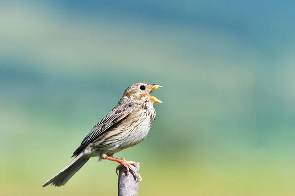 Corn Bunting Miliaria Calandra Singing Branch — Stock Photo, Image