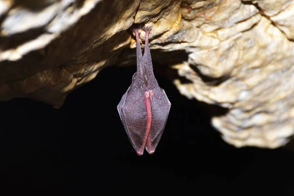 Greater Horseshoe Bat Rhinolophus Ferrumequinum — Stock Photo, Image