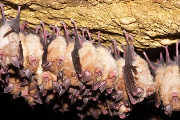 Grupo Murciélago Herradura Mayor Rhinolophus Ferrumequinum — Foto de Stock