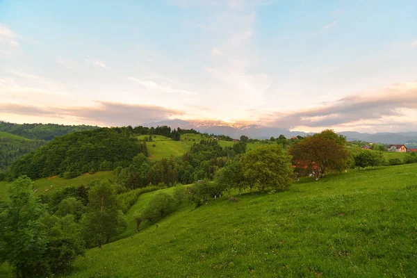 緑の草原と田舎の夏の風景 — ストック写真