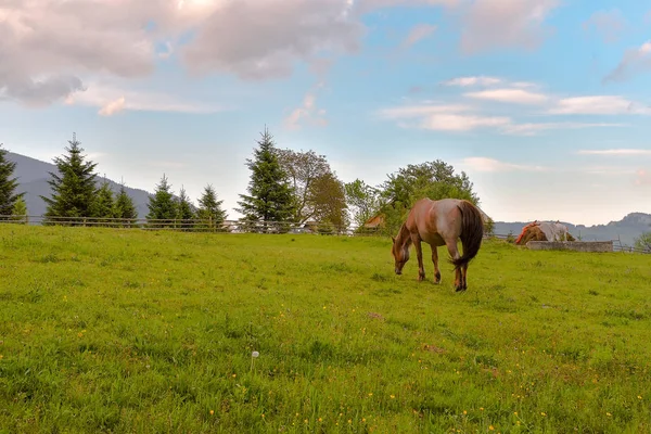 緑の芝生の牧草地での時間 — ストック写真
