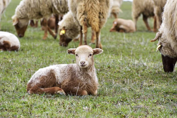 Moutons Agneaux Sur Prairie — Photo