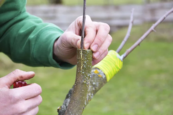 Apple Tree Renovation Grafting Stock Image