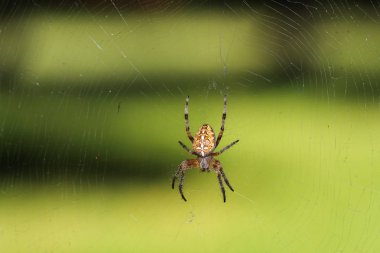 Makro örümcek web üzerinde çapraz
