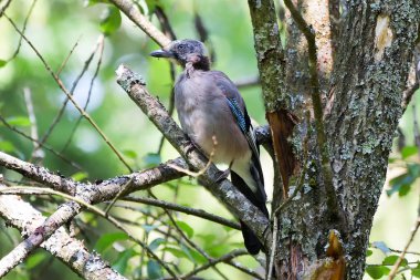 Bayağı alakarga (Garrulus glandarius) yeşil bir arka plan üzerinde