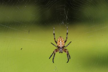 Örümcek Bahçe-örümcek (lat. Araneus) tür araneomorph örümcekler Orb-web örümcekler (Araneidae) ailesinin web üzerinde oturur