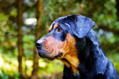 Rottweiler köpek çim sahası