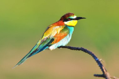 doğal ortamlarında uropean arı kuşugiller (arı kuşu apiaster)