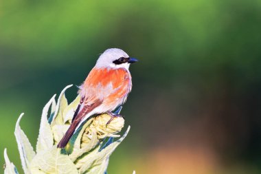 Kızıl sırtlı örümcek kuşu (Lanius collurio) Yetişkin erkek