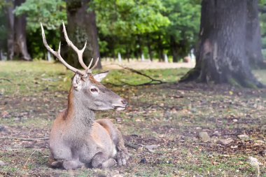 Ormanda dinlenme Sevgili