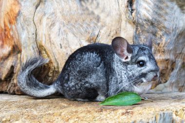 Gray Chinchilla on a wood background outdoor clipart