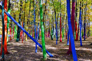 Orman ile boyanmış ağaçlar. renkli orman, Romanya
