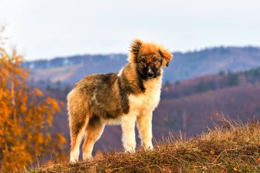 Güzel köpek evlat edinmek için hazır benzersiz özellikleriyle
