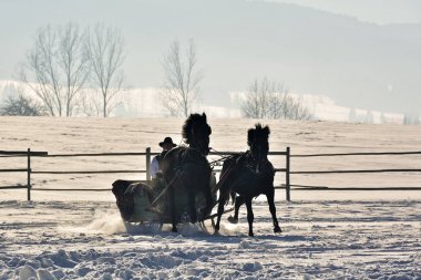 atların yanında Kışın açık çekti kızak adamla