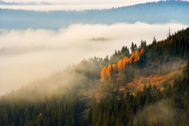 Sisli manzaralı çarpıcı doğa, Holbav köyü, Karpatlar, Transilvanya, Romanya, Avrupa