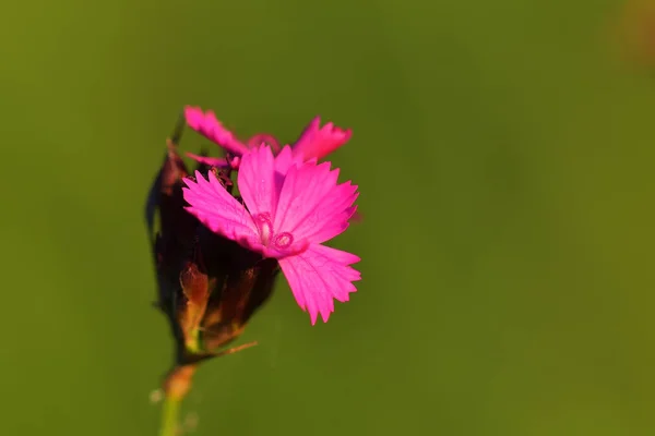 Pinkki Neilikka Dianthus Carthusianorum Kukkia Sulje — kuvapankkivalokuva