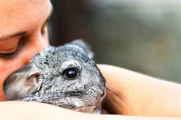 Chinchilla Kollarında Tutan Kız — Stok fotoğraf