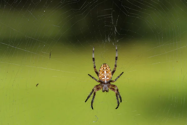 Web 上に座ってクモ庭スパイダー Araneus 親切な Araneomorph スパイダー Orb Web スパイダー コガネグモ科 — ストック写真