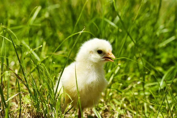 Маленький Цыпленок Траве — стоковое фото