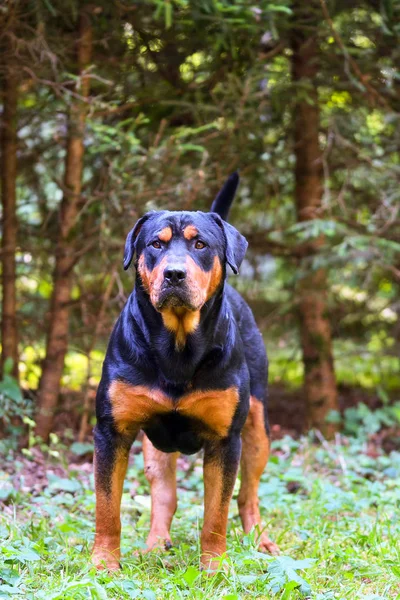Rottweiler Köpek Çim Sahası — Stok fotoğraf